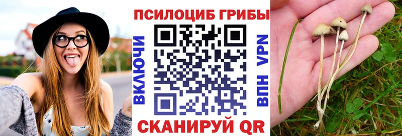 блэк спрут вход купить цена Эртиль Псилоцибиновые грибы GOLDEN TEACHER